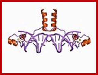 150px-PDB_1d66_EBI