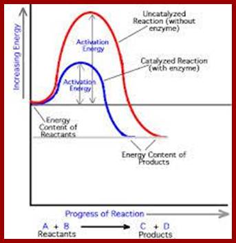 The diagram explains how enzymes creates an alternative pathway and increases the rate of a reaction.