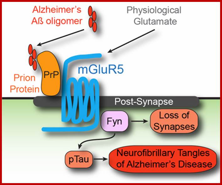 The complete Alzheimers pathway, with the uncovered mGluR5 G-Protein Coupled Receptor. Courtesy of Professor Stephan Strittmatter  