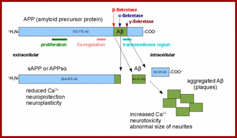 Amyloid beta precursor protein, when cut by the incorrect secretase enzyme, can form amyloid beta plaques, leading to Alzheimers disease. Courtesy of Professor Joseph Wolenski. 