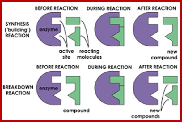 Image result for Lock and key theory of Enzyme mechanism