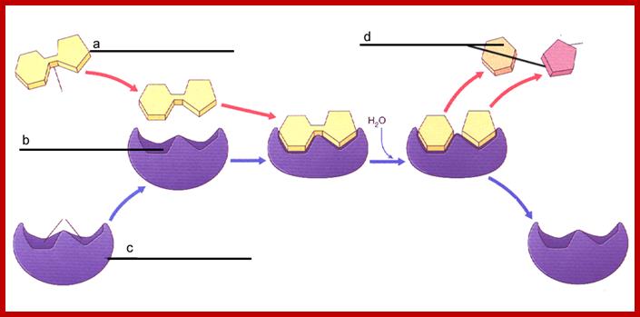 enzyme_labelme