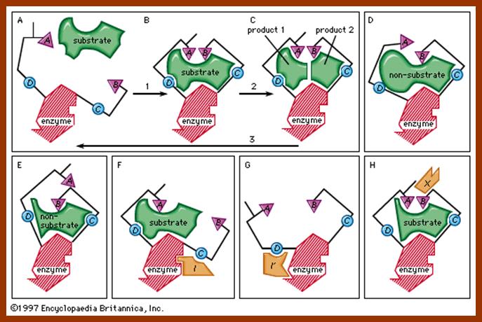 sub enzyme