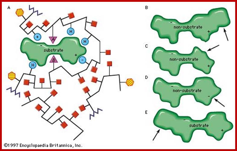 enzyme; active site [Credit: Encyclopdia Britannica, Inc.]