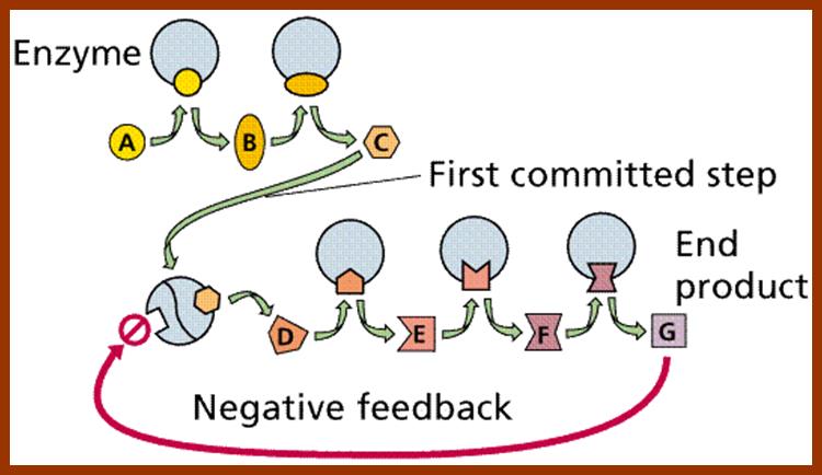 metabolfbk