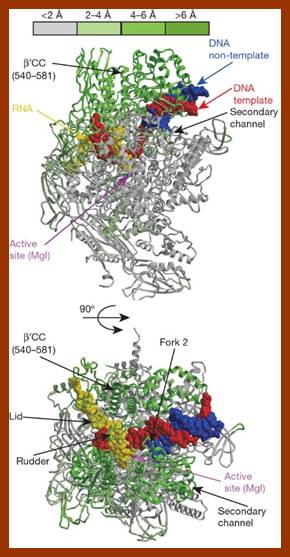 RNAP -DNA