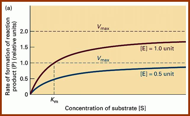 enzykinetVmax curve8