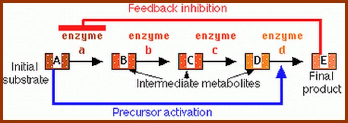 EnzymePathControl