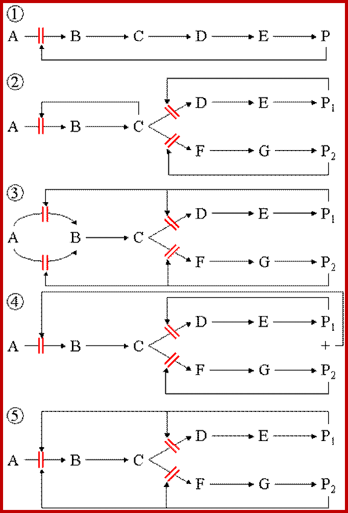 Feedback_inhibition