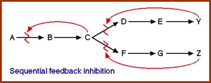 SequentialFeedbackInhib2