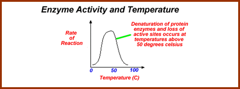 Enzymes-Temp