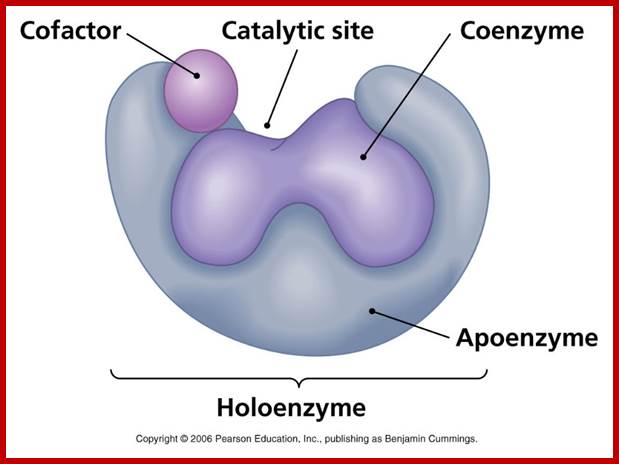 05-04_Holoenzyme_L