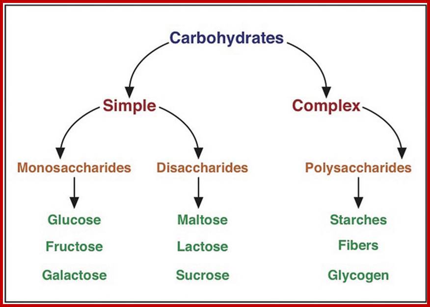 Description: http://2012books.lardbucket.org/books/an-introduction-to-nutrition/section_08/ed929503f6e47180eb307d29ab220c86.jpg