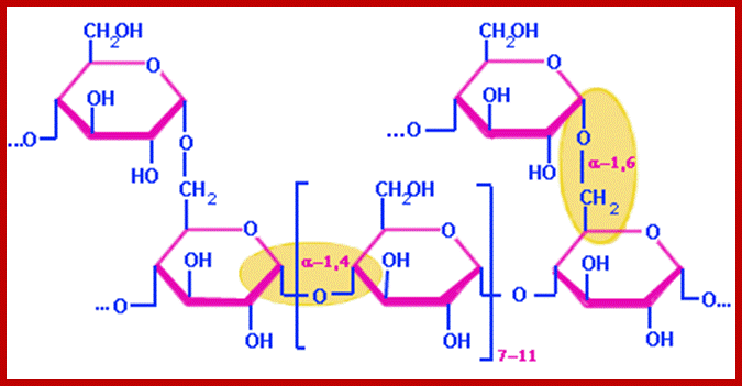 Alpha(1-6)Linkage