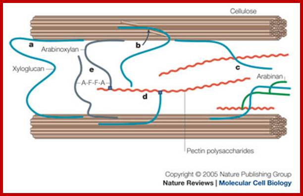 Growth of the plant cell wall