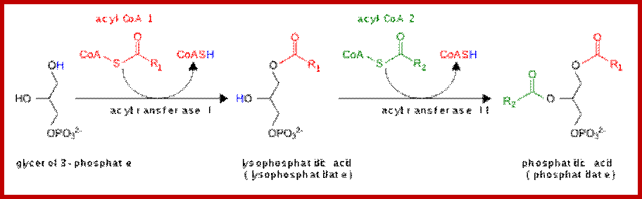 Phosphatidic acid synthesis en.svg