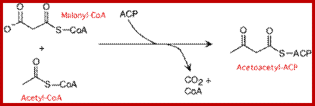 acetoacylACPsyn picture