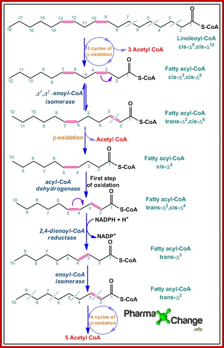 Oxidation of polyunsaturated fatty acids