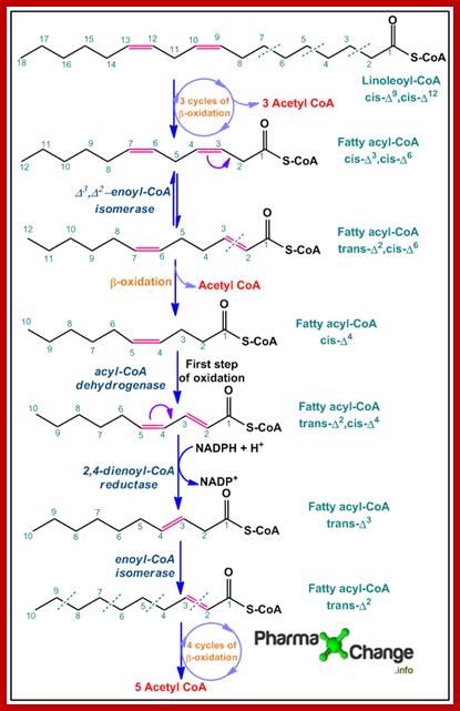 Oxidation of polyunsaturated fatty acids