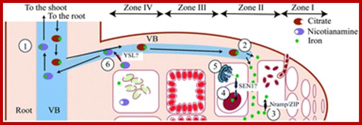 Graphical abstract: Iron distribution through the developmental stages of Medicago truncatula nodules