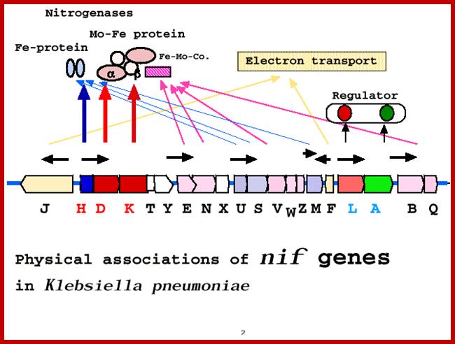 nifgene