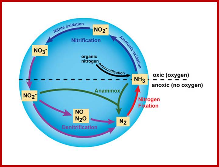 Major transformations in the nitrogen cycle