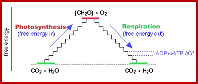 freeenergycycle