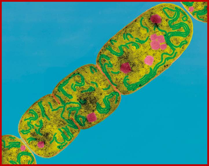 Thylakoid membranes of Nostoc cyanobacteria.