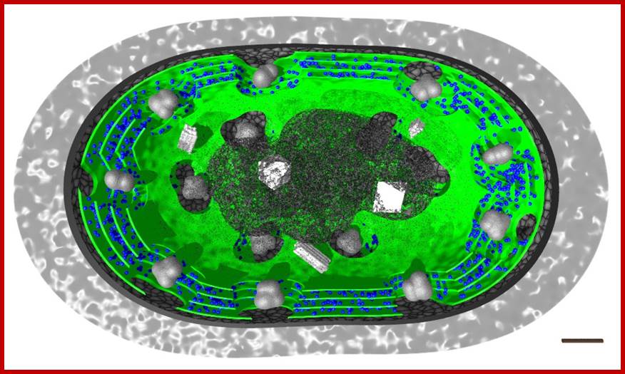 http://www.scivit.de/blog/wp-content/uploads/2010/09/cyano1c.jpg