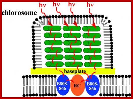 Neutron analysis yields insight into bacteria for solar energy 