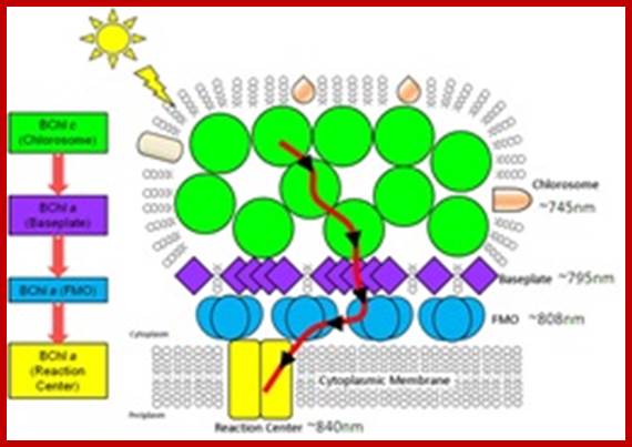 Schematic structural model of green bacterial chlorosome showing pathway of energy transfer. 