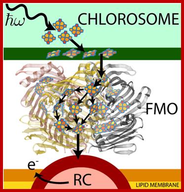 Light Harvesting in Green Sulphur Bacteria