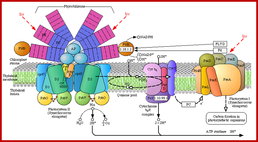 Phycobilisomes