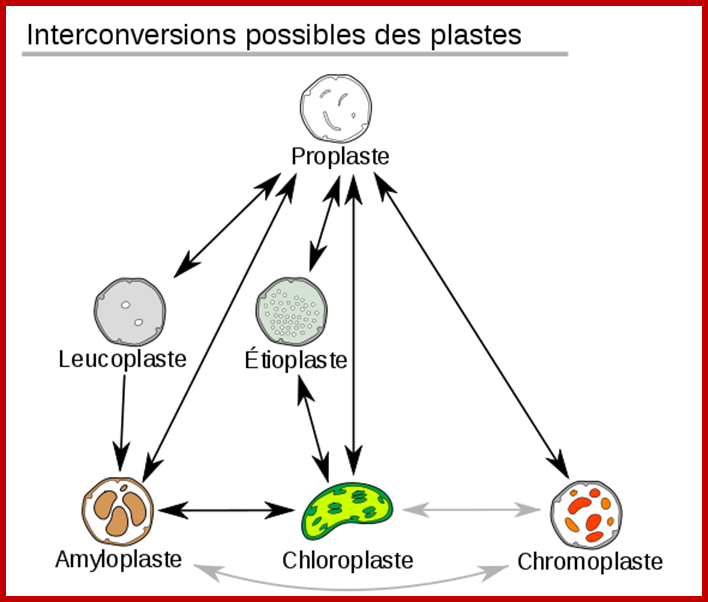 File:Plastids conversions-fr.svg