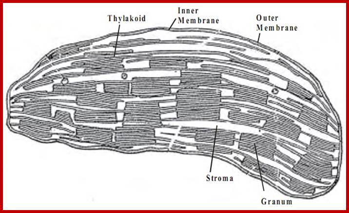 58_structure%20of%20chloroplasts