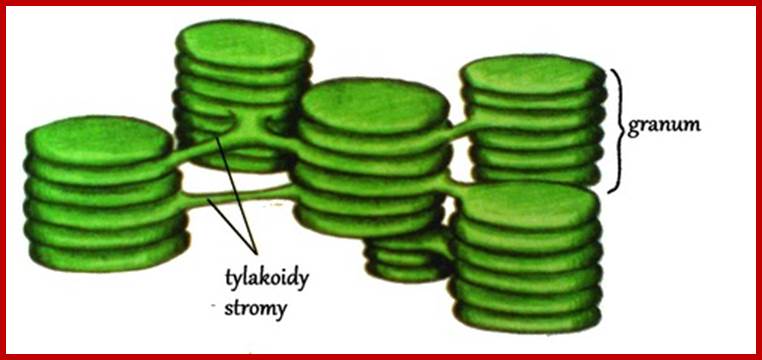 tylakoidy