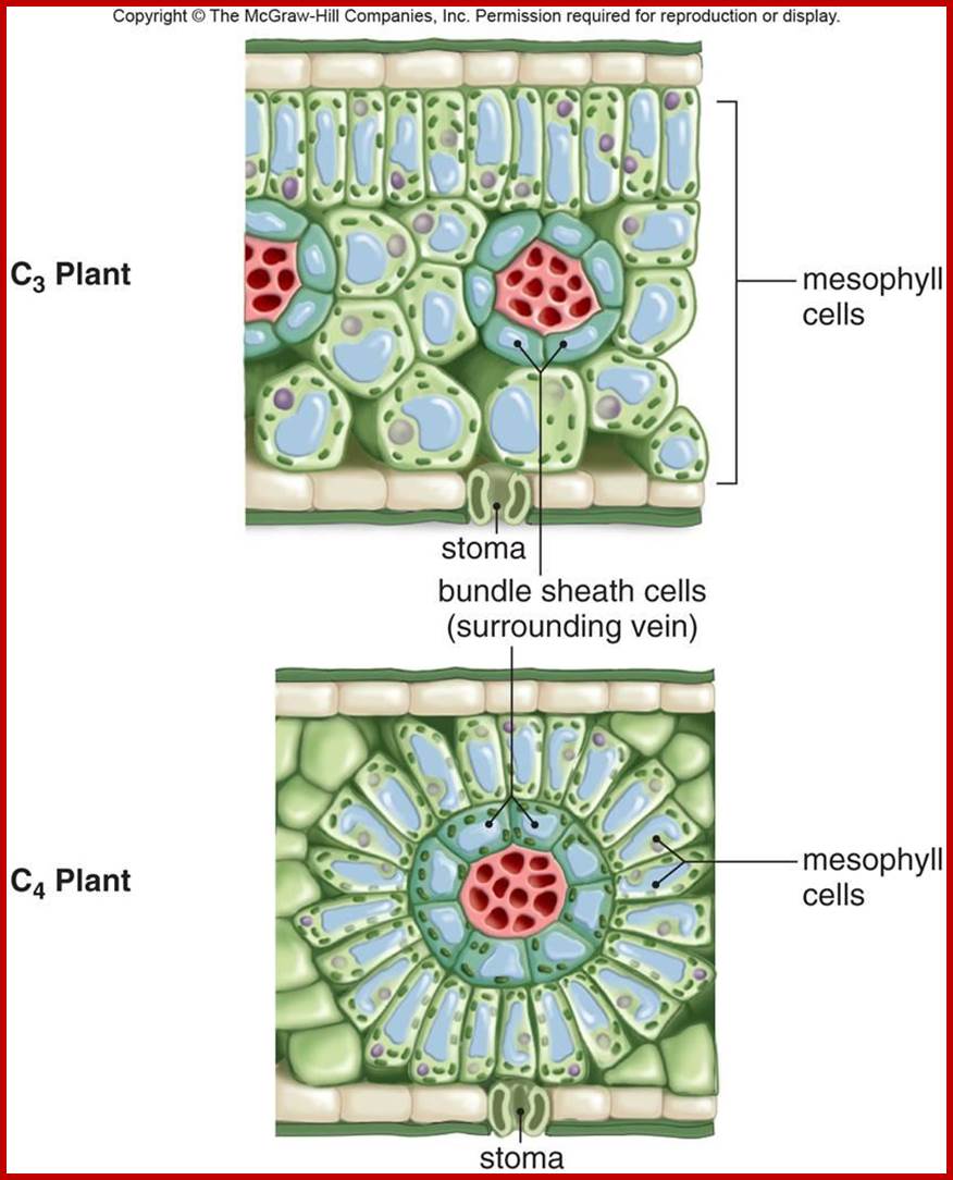 https://classconnection.s3.amazonaws.com/115/flashcards/2022115/jpg/c4_cells1354397804997.jpg