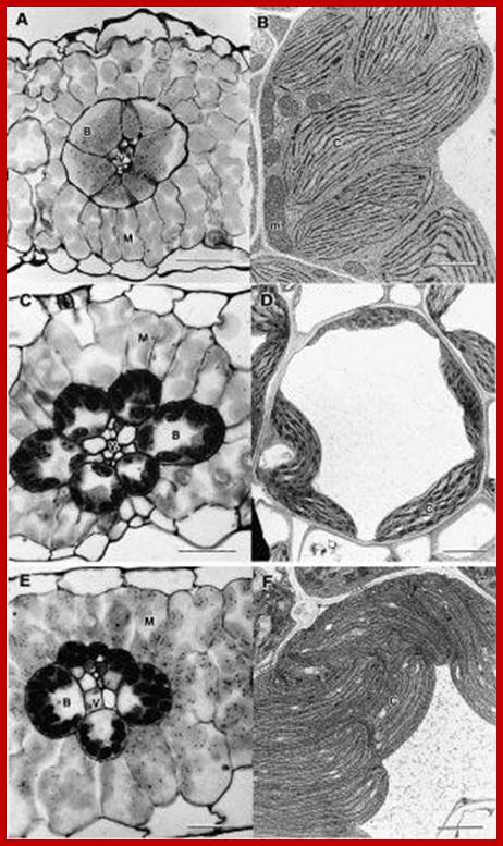 http://plantsinaction.science.uq.edu.au/sites/plantsinaction.science.uq.edu.au/files/imagecache/figure-medium/Fig%202.14.jpg