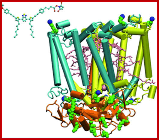 http://cdn.phys.org/newman/csz/news/800/2012/bacterialpho.gif