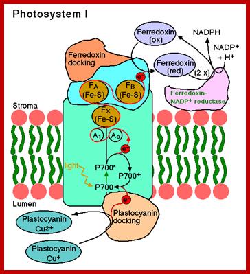 PhotosystemI