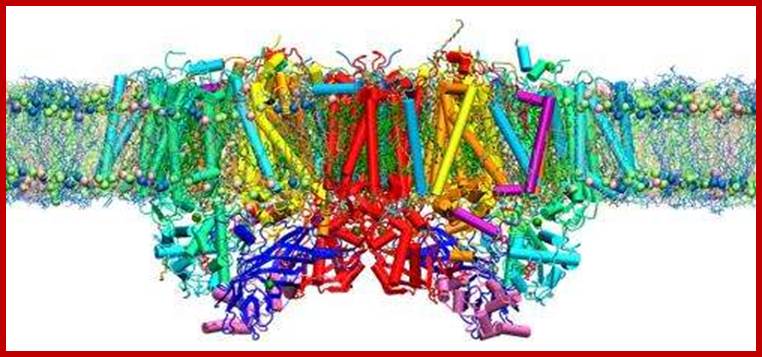 Exposing the secret pathways behind photosynthesis