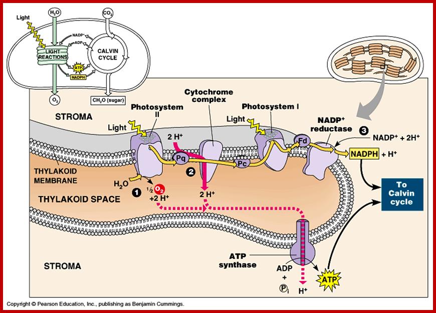 gudthylakoidmembrane-use