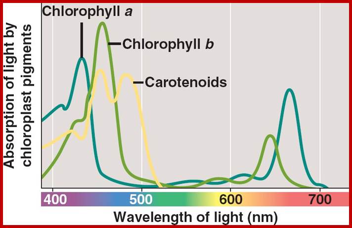 10_09PhotosynthWavelength