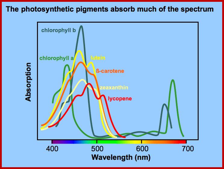 psnpigmentspec