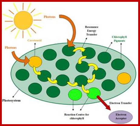 300px-Chlorophyll_in_photosynthesis