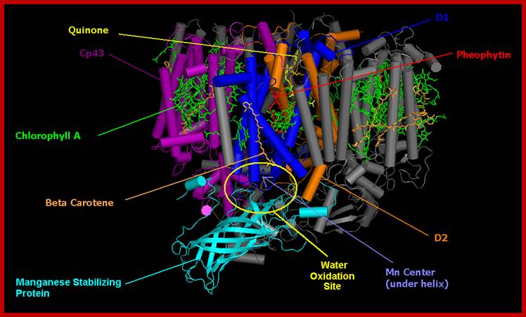 https://upload.wikimedia.org/wikipedia/commons/a/a1/Photosystem-II_2AXT.PNG