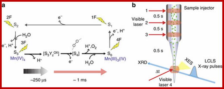 Flash-induced changes in PS II and experimental set-up used at LCLS.