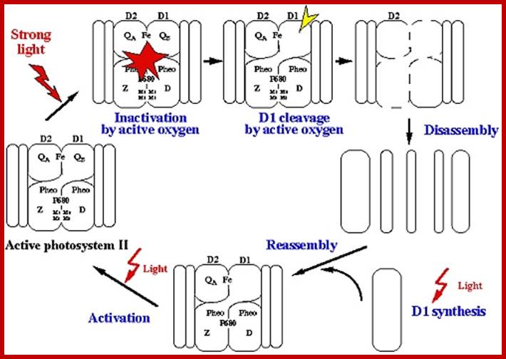 electron transfer pathways-45use