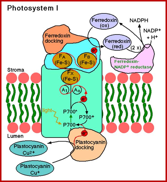 PhotosystemI