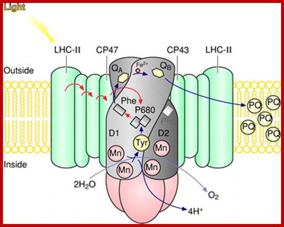 https://www.researchgate.net/profile/Jan_Kern/publication/228050585/figure/fig2/AS:267459697573904@1440778769129/Figure-2-Schematic-drawing-of-the-photosystem-II-antenna-system-and-reaction-centre-in.png